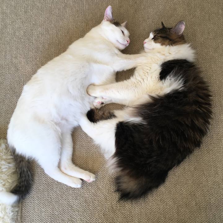 8caf4c56 668b 4bef 8e17 f54372b2d408 1519864888890