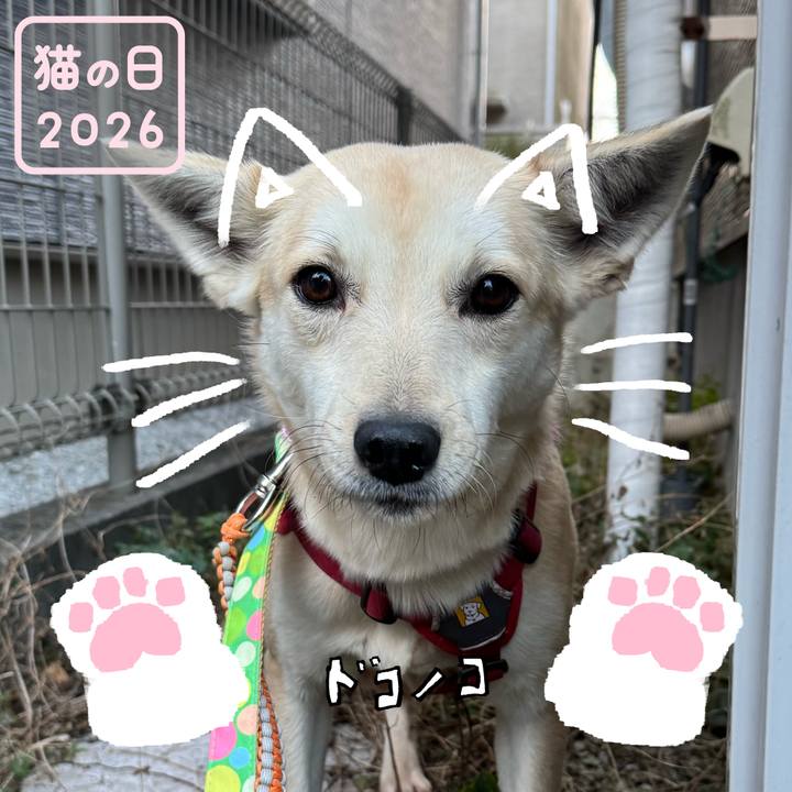 8caff0cc c038 4b55 986d aaf03a1bb93d 1771752142040