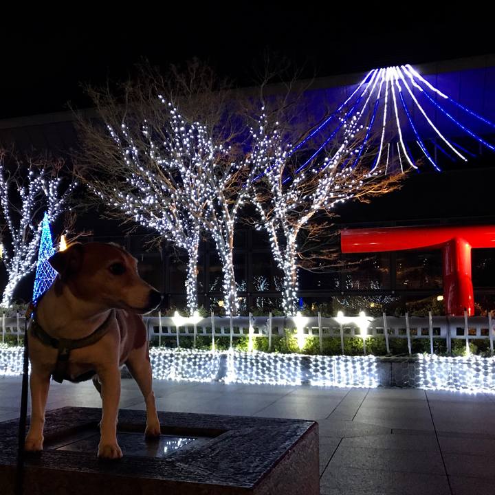 8cb3ca96 929d 4074 88c8 c224291a9e79 1513158916165