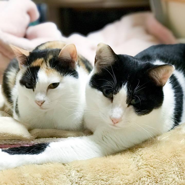 8cb4d545 3934 499f 8869 ad9ac7a4f549 1514472653290