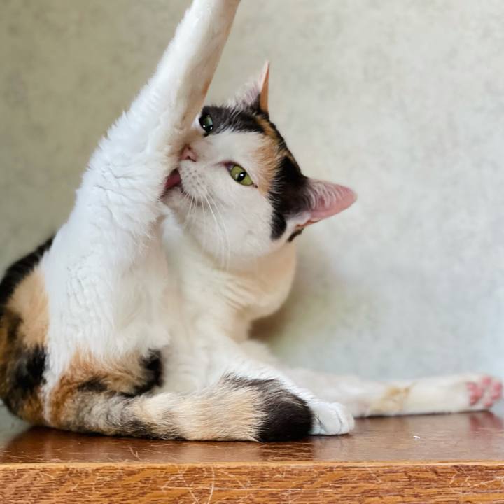 8cb82f37 638e 4ae9 8b8a 090ccd9fbaa2 1626578832576