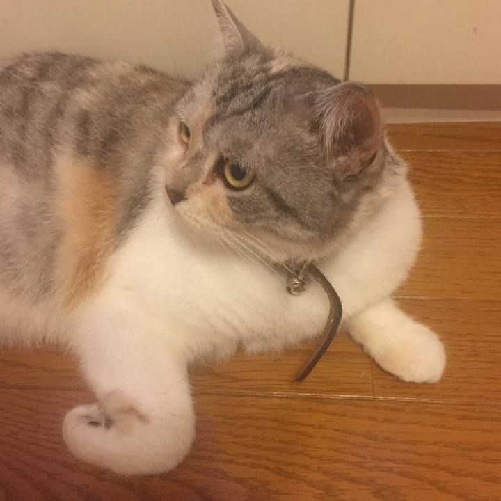 8cb83241 1286 47e9 9c09 025ab433c480 1562169971236