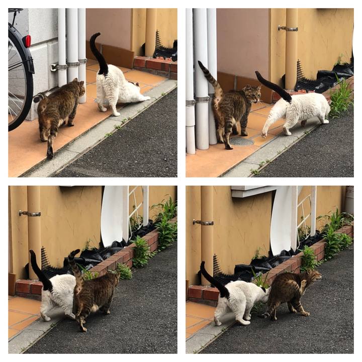 8cb85853 12e0 4dd5 8215 82e618c4cd84 1562346773181