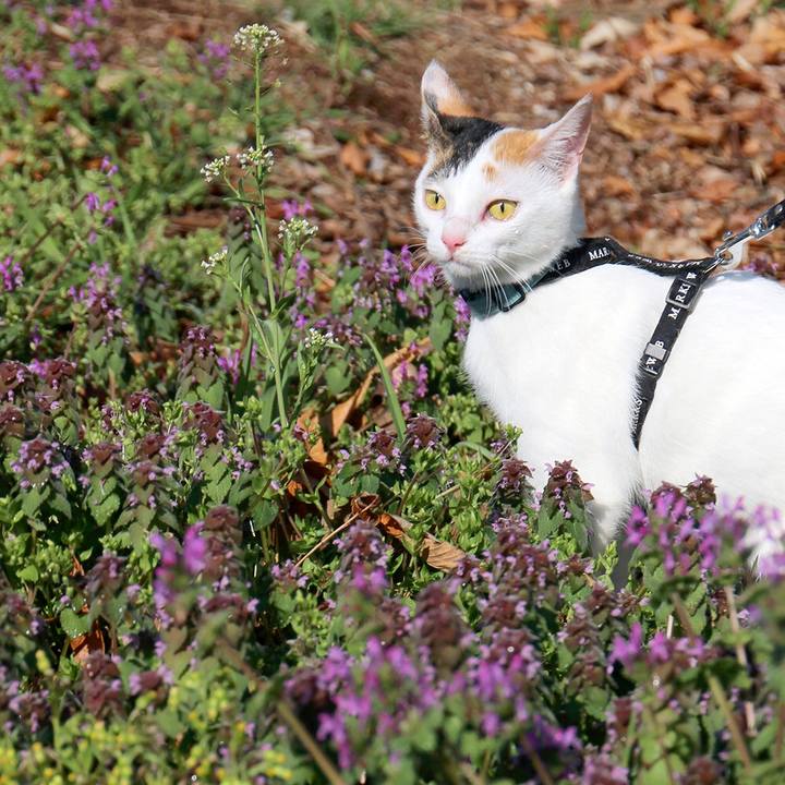 8cb8a727 270c 4c74 ab71 a6325ea984d5 1555035546931