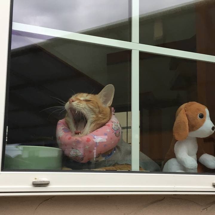 8cb96d67 4305 4d00 b757 c0e11314d535 1530532093745