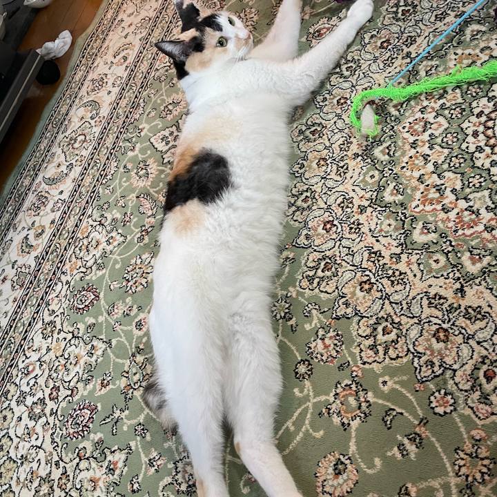 8cbbc9a5 4773 4987 a2ef 0dceefc5b16a 1720739182623