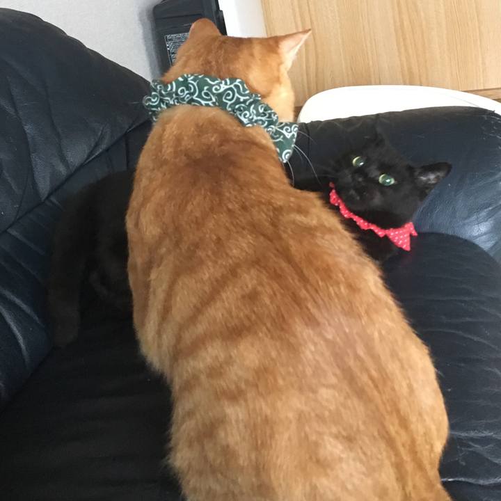 8cbbfd0c 7216 45f3 bf8d d2c2636e08c7 1537580062382