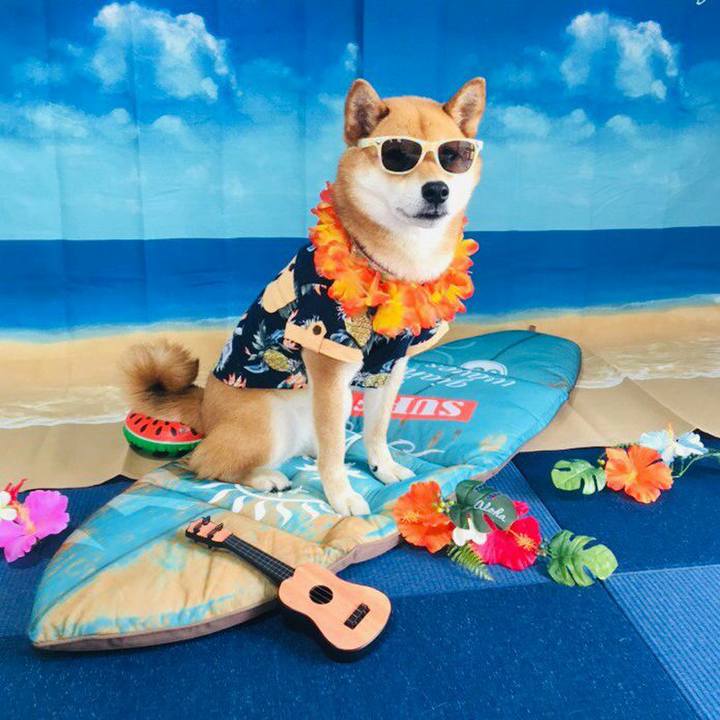 8cc05e6e a858 4995 9e76 d56205fd70e9 1561474143866