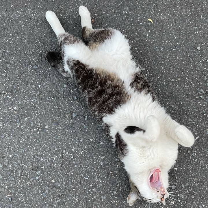 8cc75a86 6e25 4193 9646 b5167c0c6f42 1621126838706