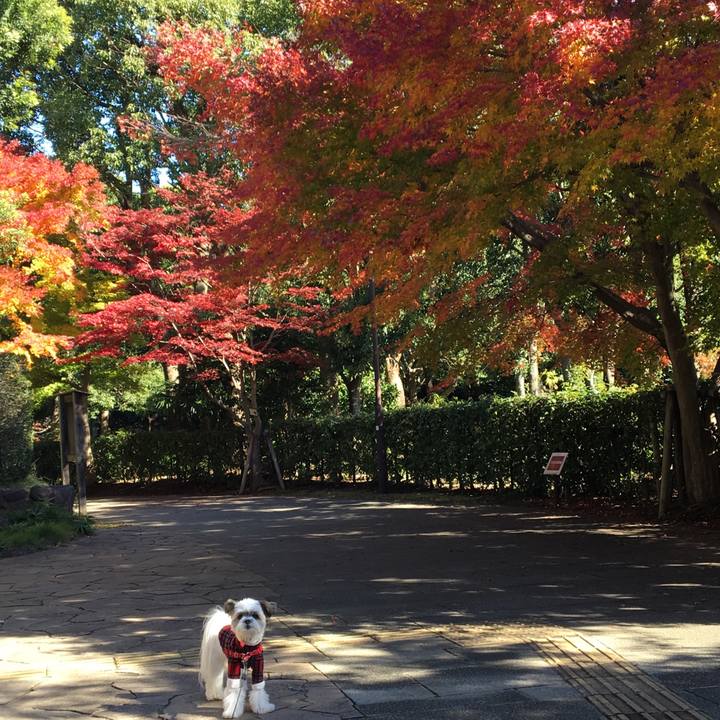 8cc7f6a5 d5e7 4723 b76f d1d6fda3cc05 1511588163090