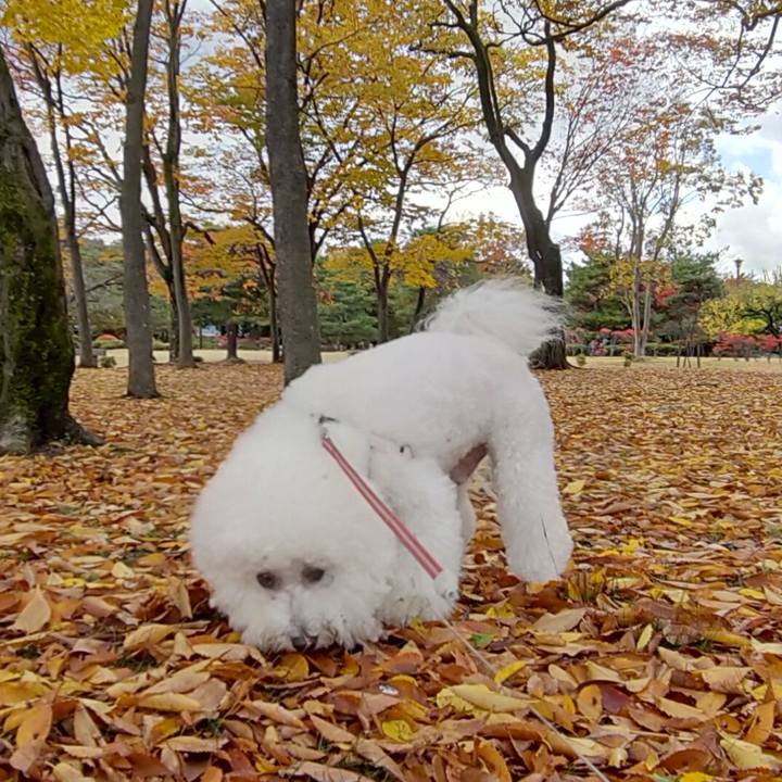 8cc94ccc 97bc 424b bc38 a56baf405a7a 1763249723113