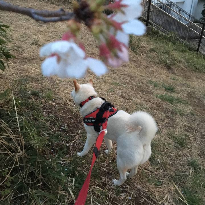 8ccae436 2d1e 4220 8794 9398b04c4bff 1554807755751