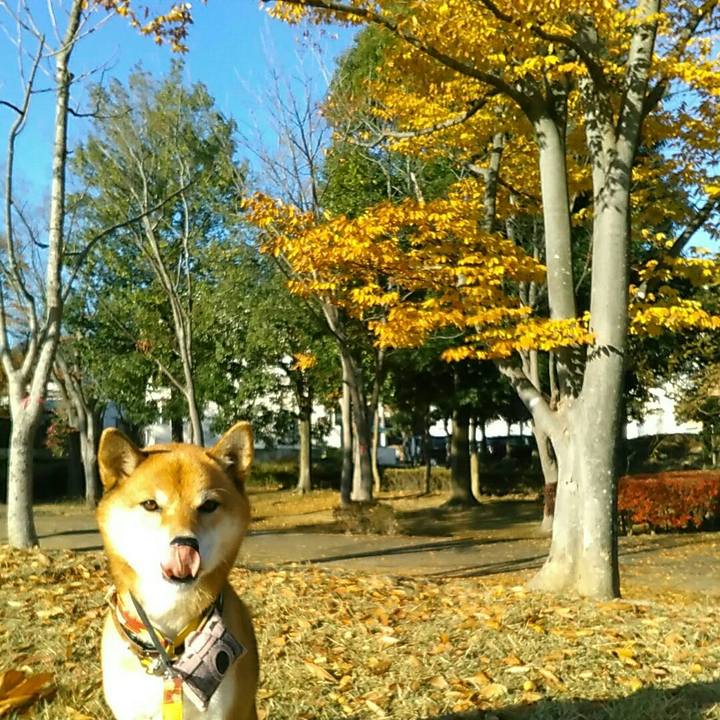 8cce2616 bc72 46eb 8cd1 b2da054eebfa 1543537674430