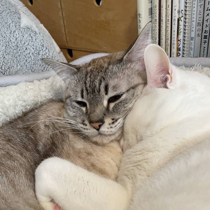 8cd0db06 74c7 4270 8569 1272df310477 1708567612568