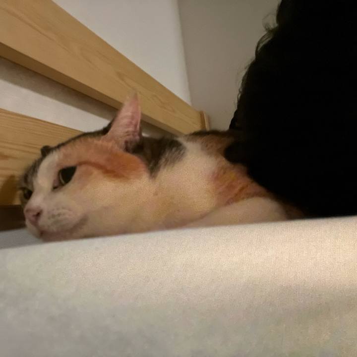 8cd31e69 15e1 4180 a597 e7c576ef0221 1756476817887