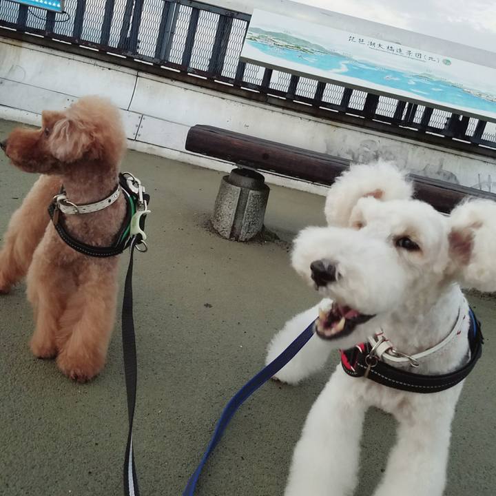 8cd3527a fa9e 4462 ad2e 39d327bcd73c 1510872108420