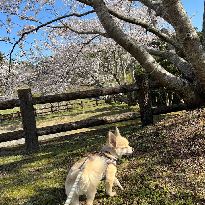 8cd8d9bc c8f4 4a55 8e01 24e921fe377c 1648375106710