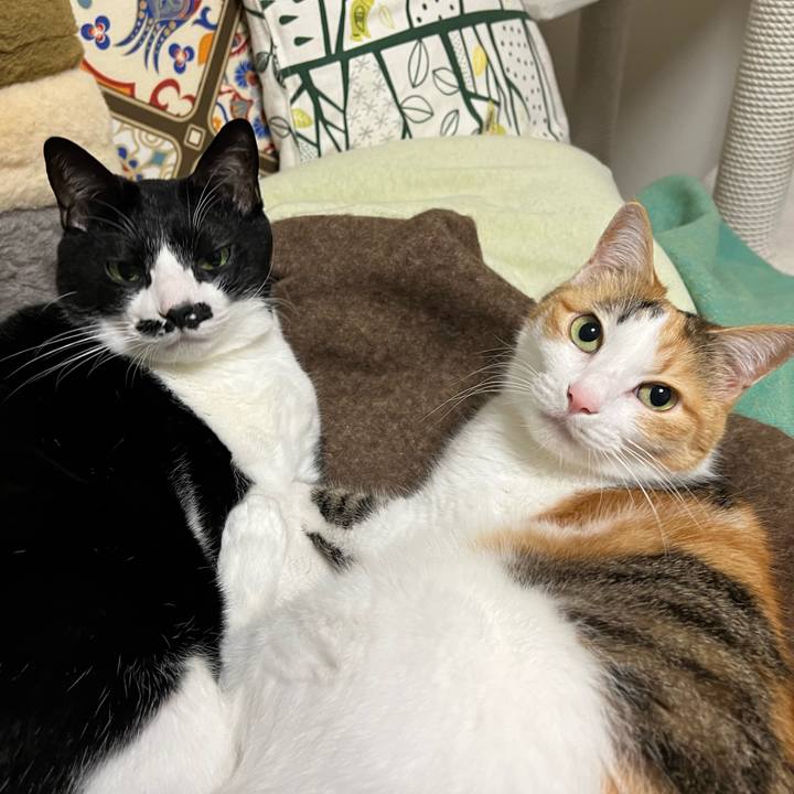 8cd9485e b023 4d2f ae3d 24ab13554488 1762675228523