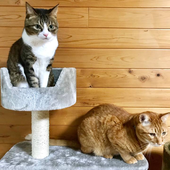 8cda1300 7276 4180 a37f 23d4fe9636a7 1518406618305