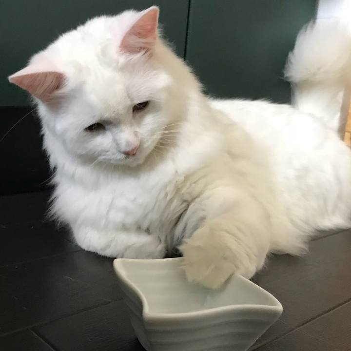 8cdbfffd 562b 41a7 8e90 e7d2124b32ce 1532254105004