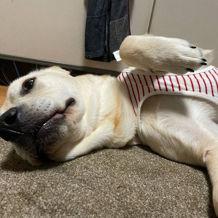 8cdd2f22 1eac 4ced b60c d61529553717 1623371453710