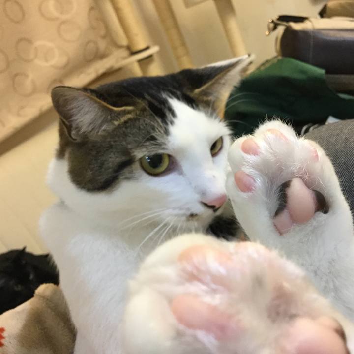 8cdd3f6c e016 4a2d b767 1106bd764d78 1511943152266