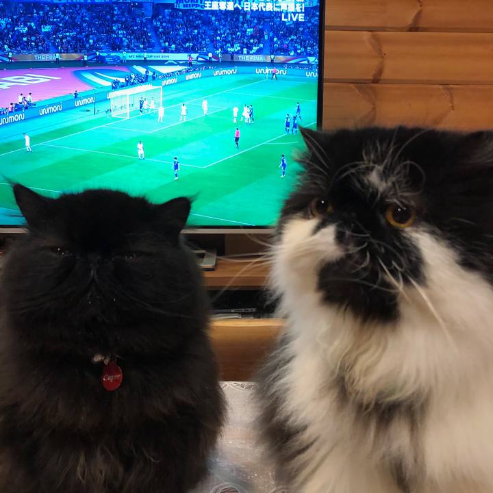 8cde1c21 d3c2 45ac a24c 6399cc3dd507 1549034062025