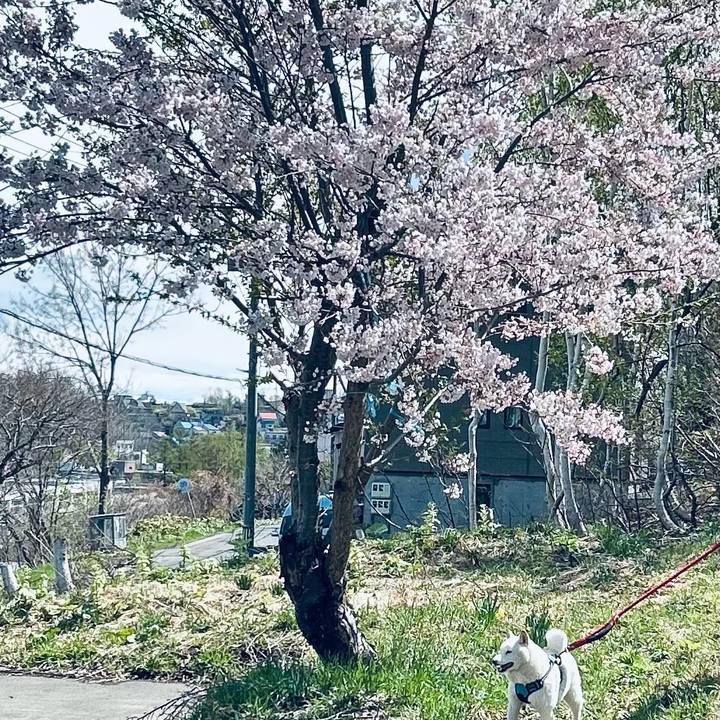 8cdf4016 38b6 4d0f 95ef ebfb6d4df06d 1682818419664