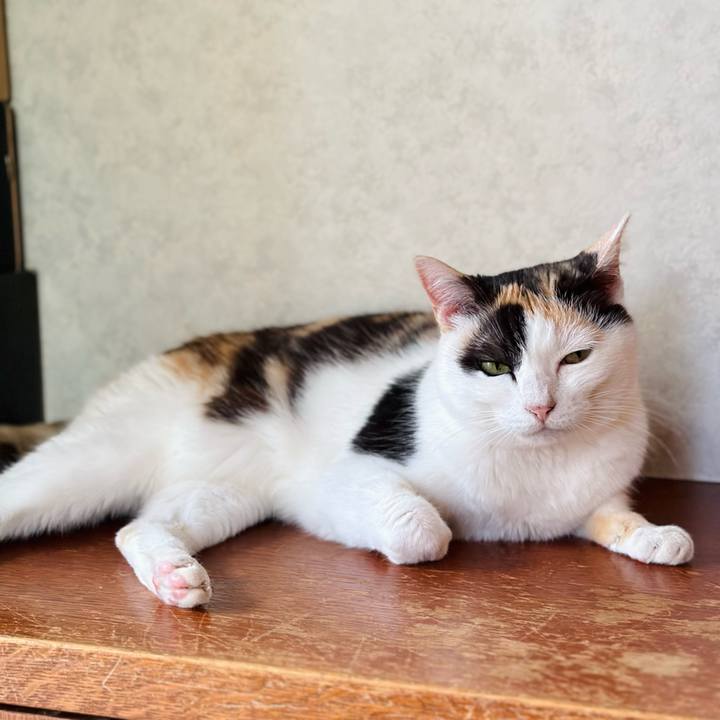 8ce19322 88c5 4c04 a723 ee40fe0cdfde 1720576700502