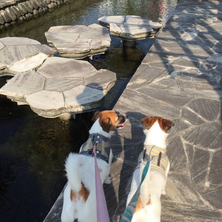 8ce36d56 bdcf 4d9c 9c6b 158dd9c63fcd 1532227195778