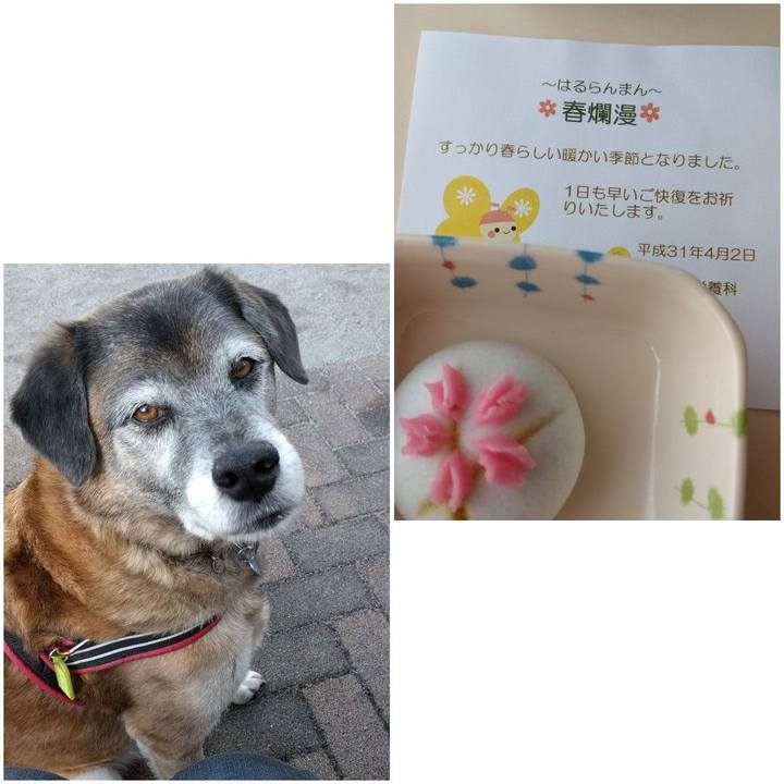 8cedbc7e 3817 429a 9cd2 de56faa21221 1554176050753