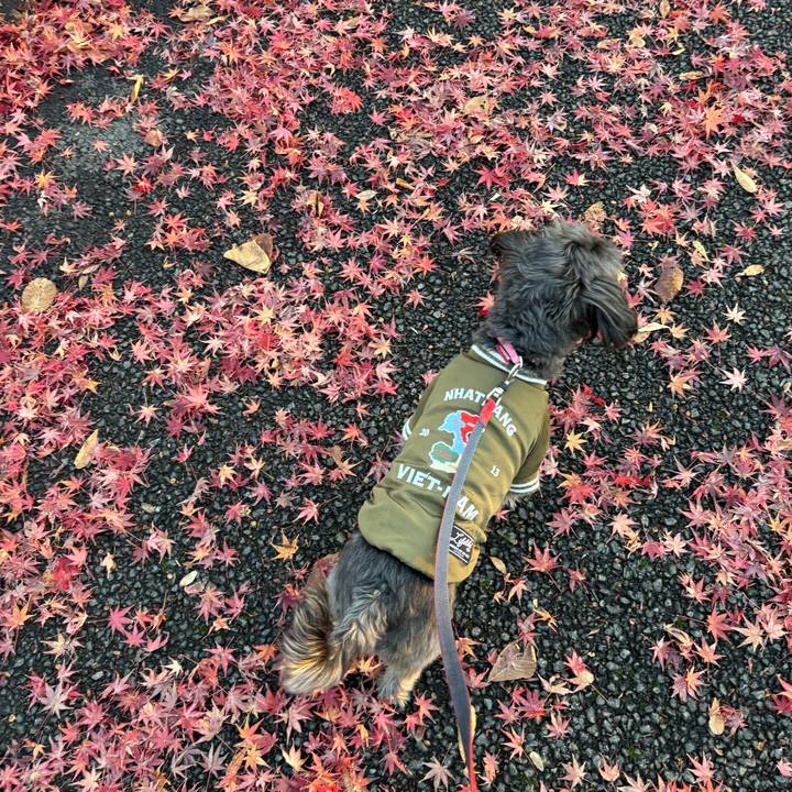 8cf20ae2 047b 45e3 980c d8b78e36c7f8 1765320722028