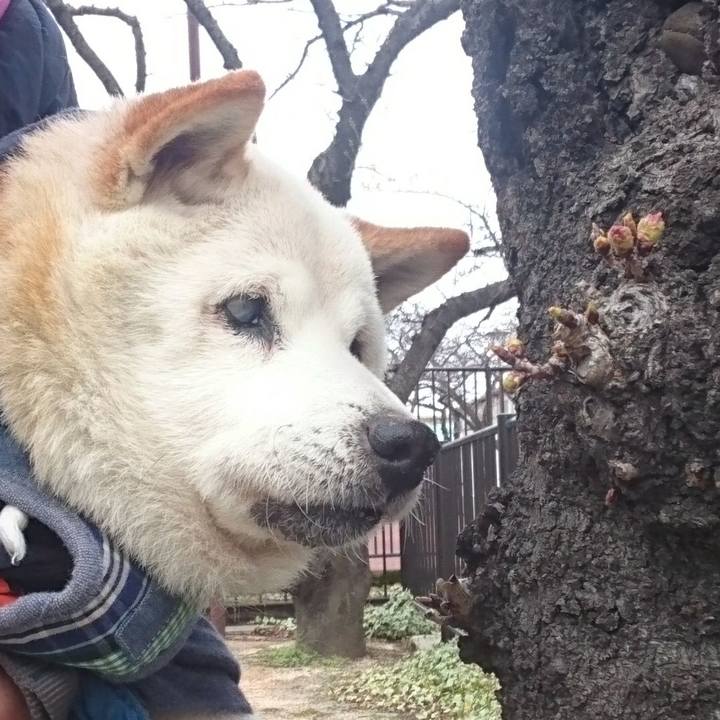 8cf390a8 da96 4e19 86f4 16e20916b1a7 1552211206203