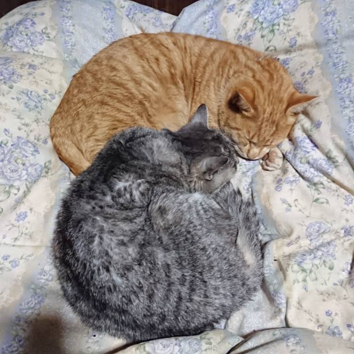 8cf409a4 60b9 45ac ab57 2e3e62c2a3c3 1575985853556