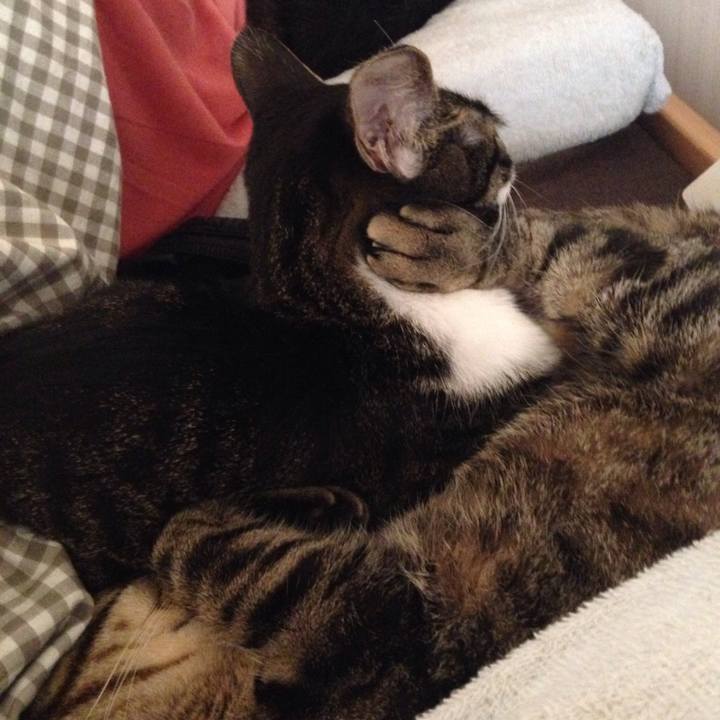 8cf474c3 7bd0 4fed b05d a3772310d322 1511684527962