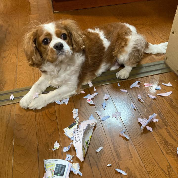 8cf512f0 8dad 41cb 961c fa614f96d6d1 1731595767247