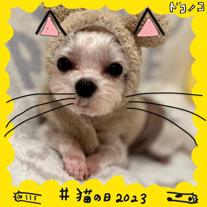 8cf54957 7476 4804 a741 f53a967652fc 1677032864579