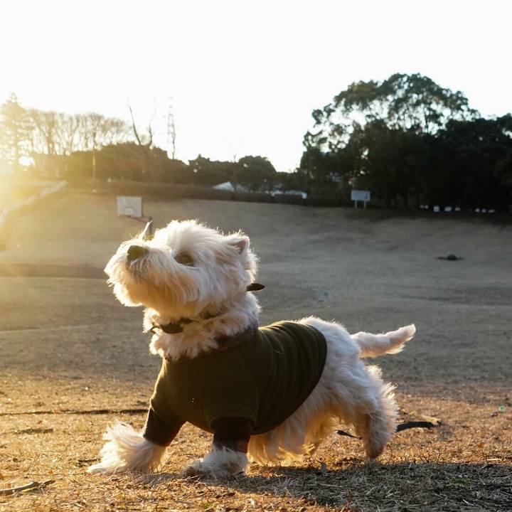 8cf62e0f e789 47df 94ce 9655223f774d 1515625073618