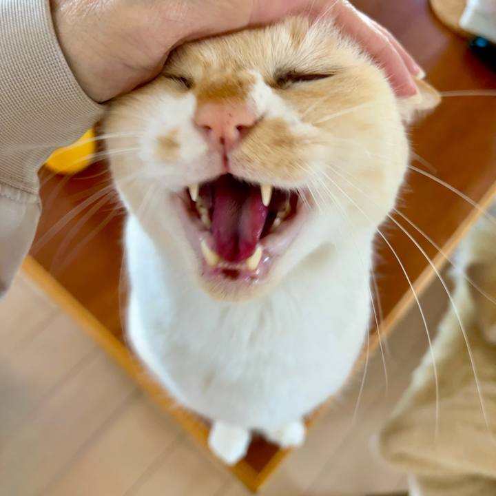 8cf8321d e7bb 41b0 841e dee8ad17d023 1763180340054