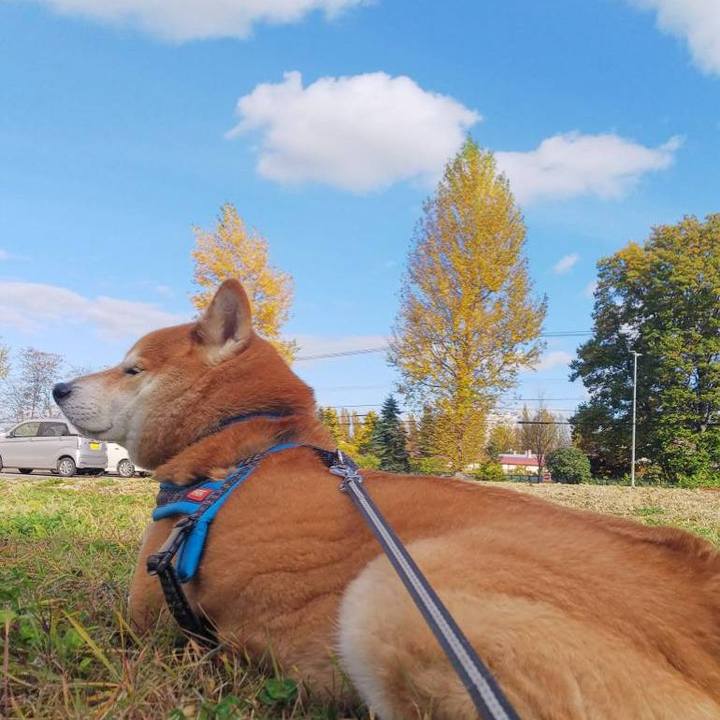 8cfb1071 aad0 45ba 884d 414c254eaabe 1541558771685