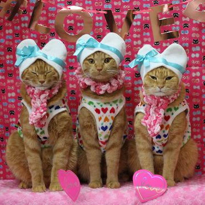 8cfc40f5 0b5d 43f3 b1c0 a6808e3ff352 1581648151563