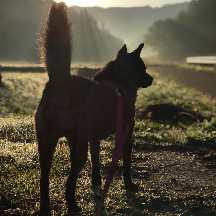 8cfe3525 12d6 4386 851e dd59bc371781 1508977247913