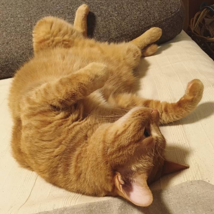 8cffe908 5bd2 4a89 986a 501150604bd9 1532680387611