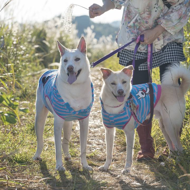 8d05d037 5145 4903 8fa7 5d3273ee957b 1507878762744