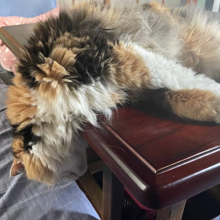 8d079136 f777 4239 87aa e7d75de9b0e5 1690758972557