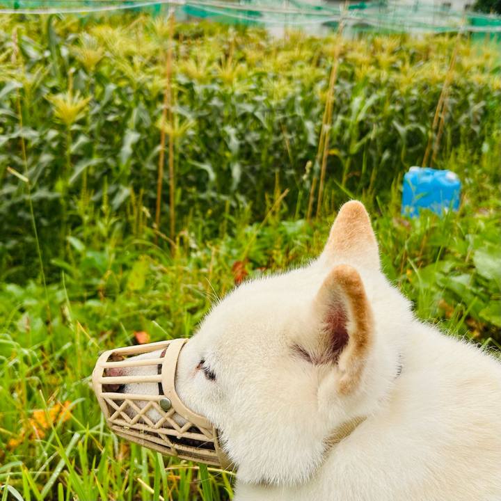 8d0b01de e9d7 45dc b73f ec81cb43a336 1752697774432