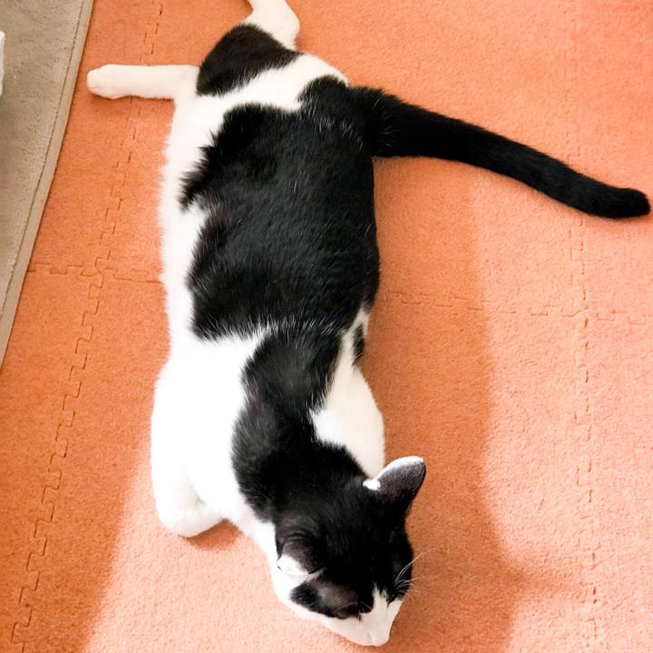 8d0b411a 1e9f 40b8 aca9 271ccee6c452 1530581804562