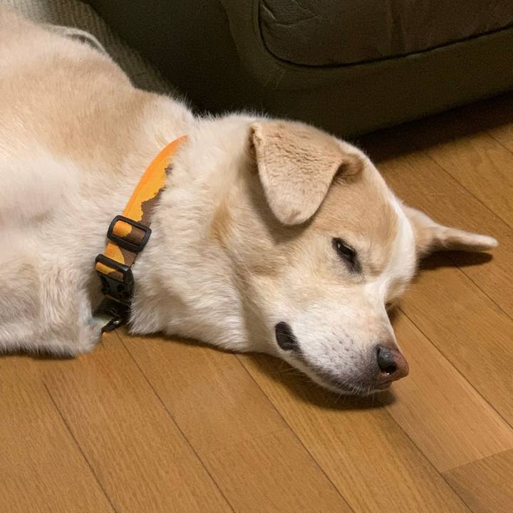 8d0d46bd 6de2 4e55 9c3d cb89c0ccc2d3 1597851524909