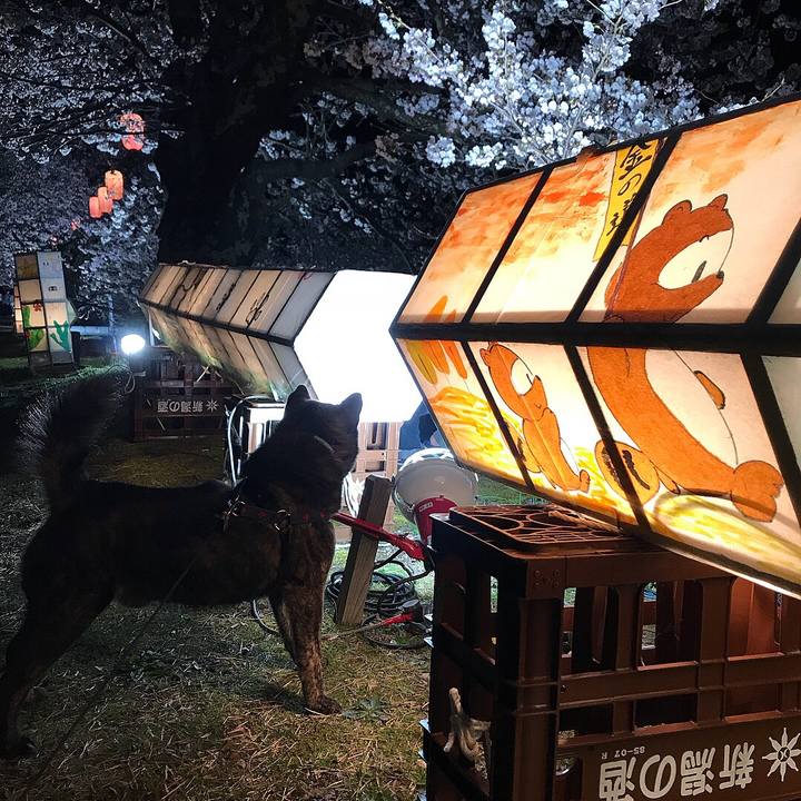 8d0f599c 1b20 4cec 9ba8 a8078b8d11ca 1523406823694