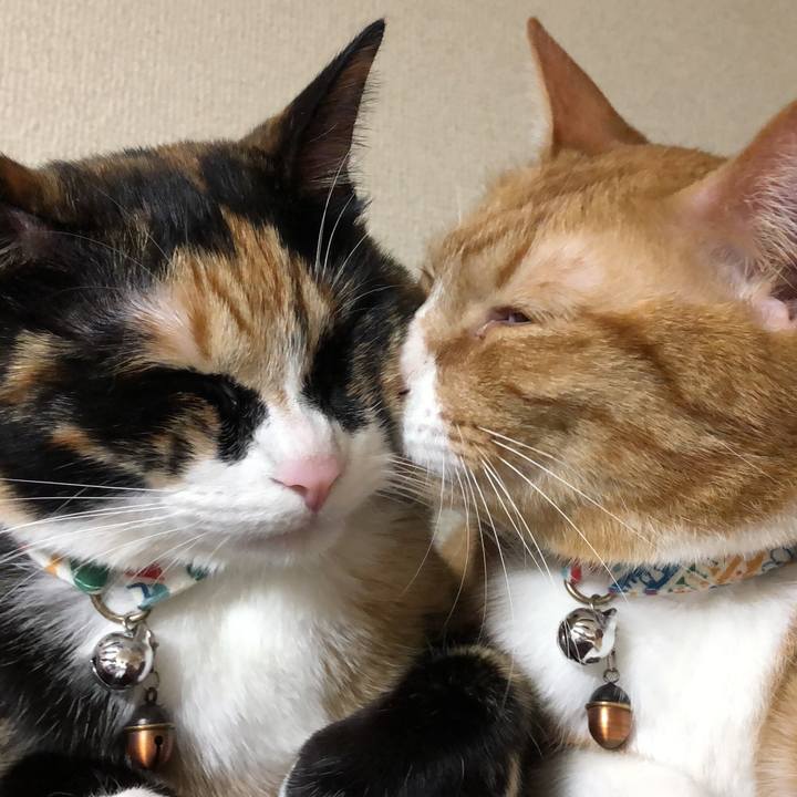 8d11bce5 5693 48ca b262 f31a01ae6c6c 1586783990582